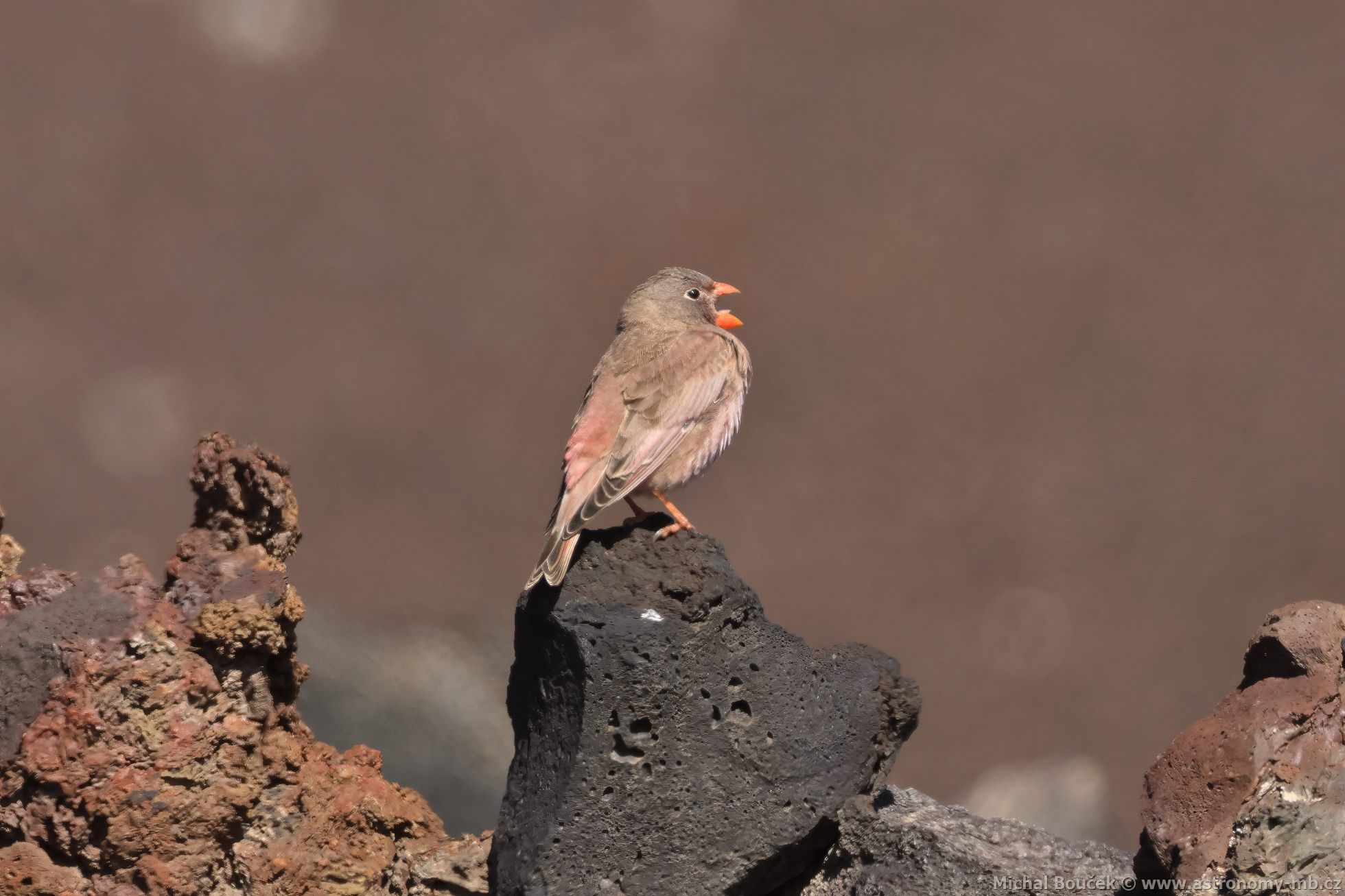 Hýl truba (Bucanetes githagineus)