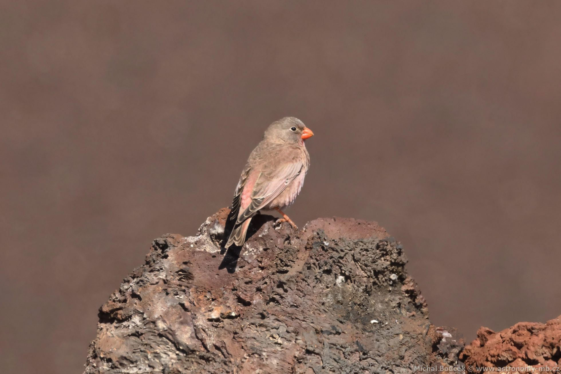 Hýl truba (Bucanetes githagineus)