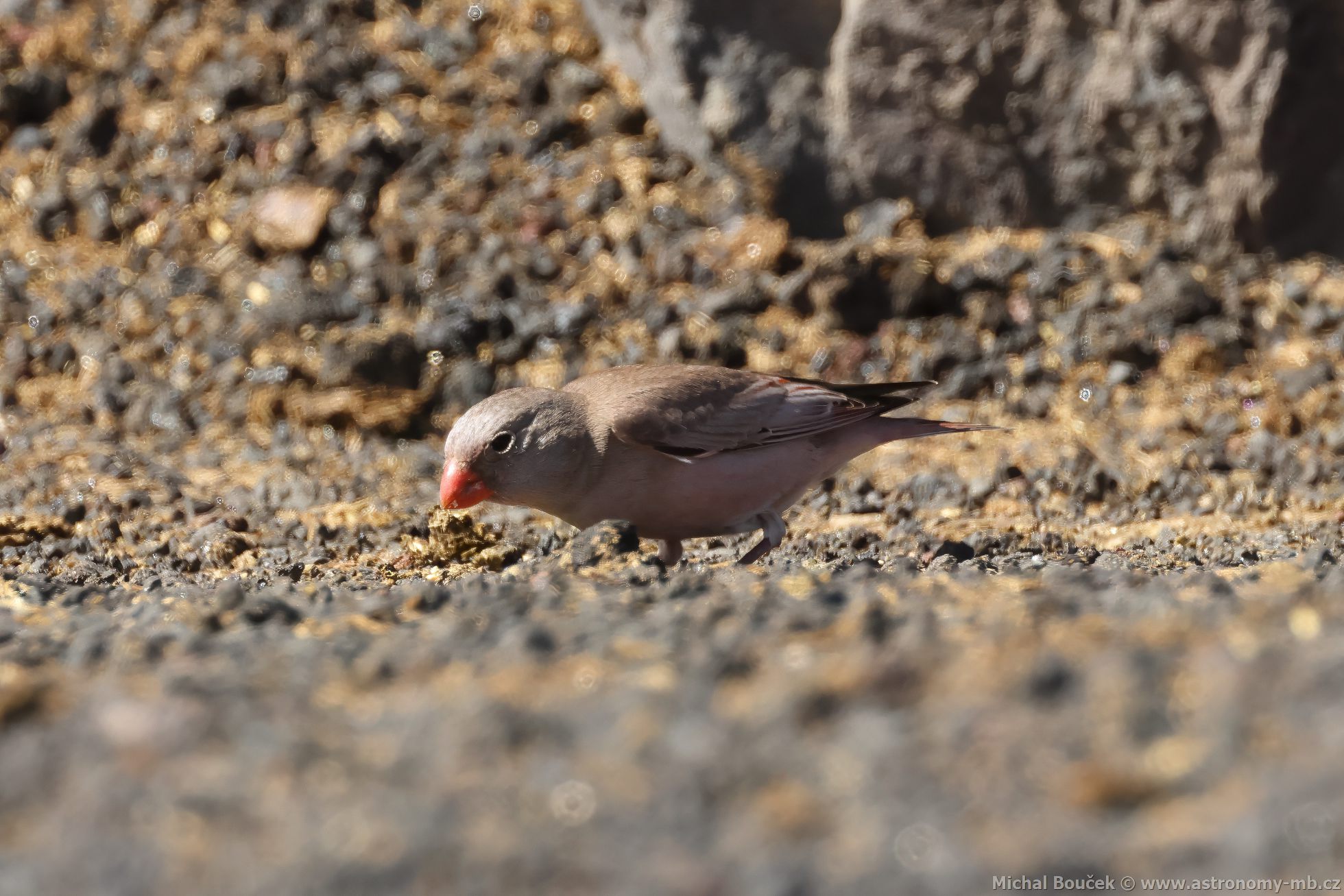 Hýl truba (Bucanetes githagineus)