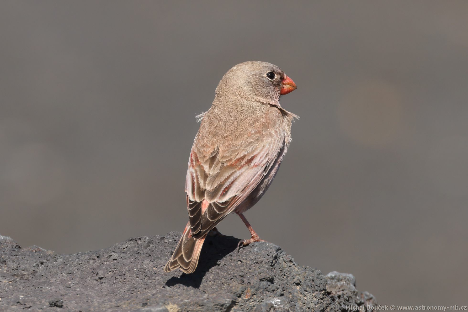 Hýl truba (Bucanetes githagineus)