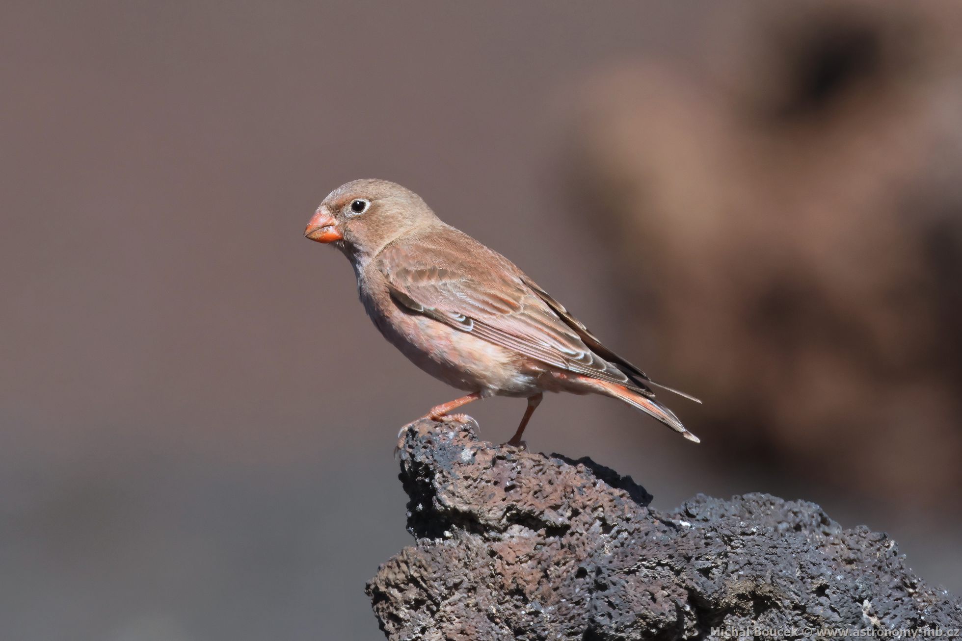 Hýl truba (Bucanetes githagineus)