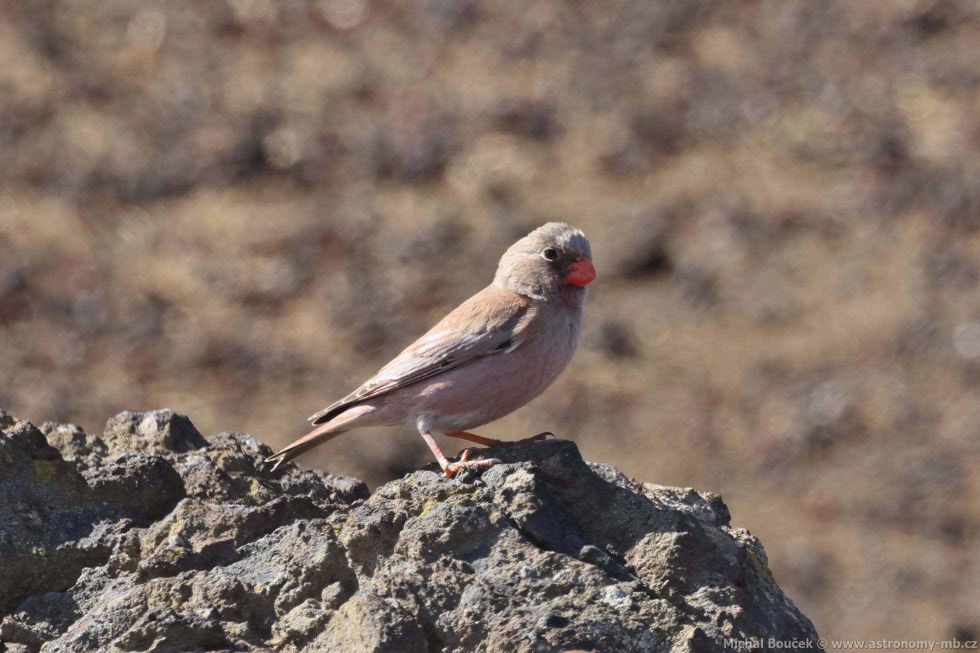 Hýl truba (Bucanetes githagineus)