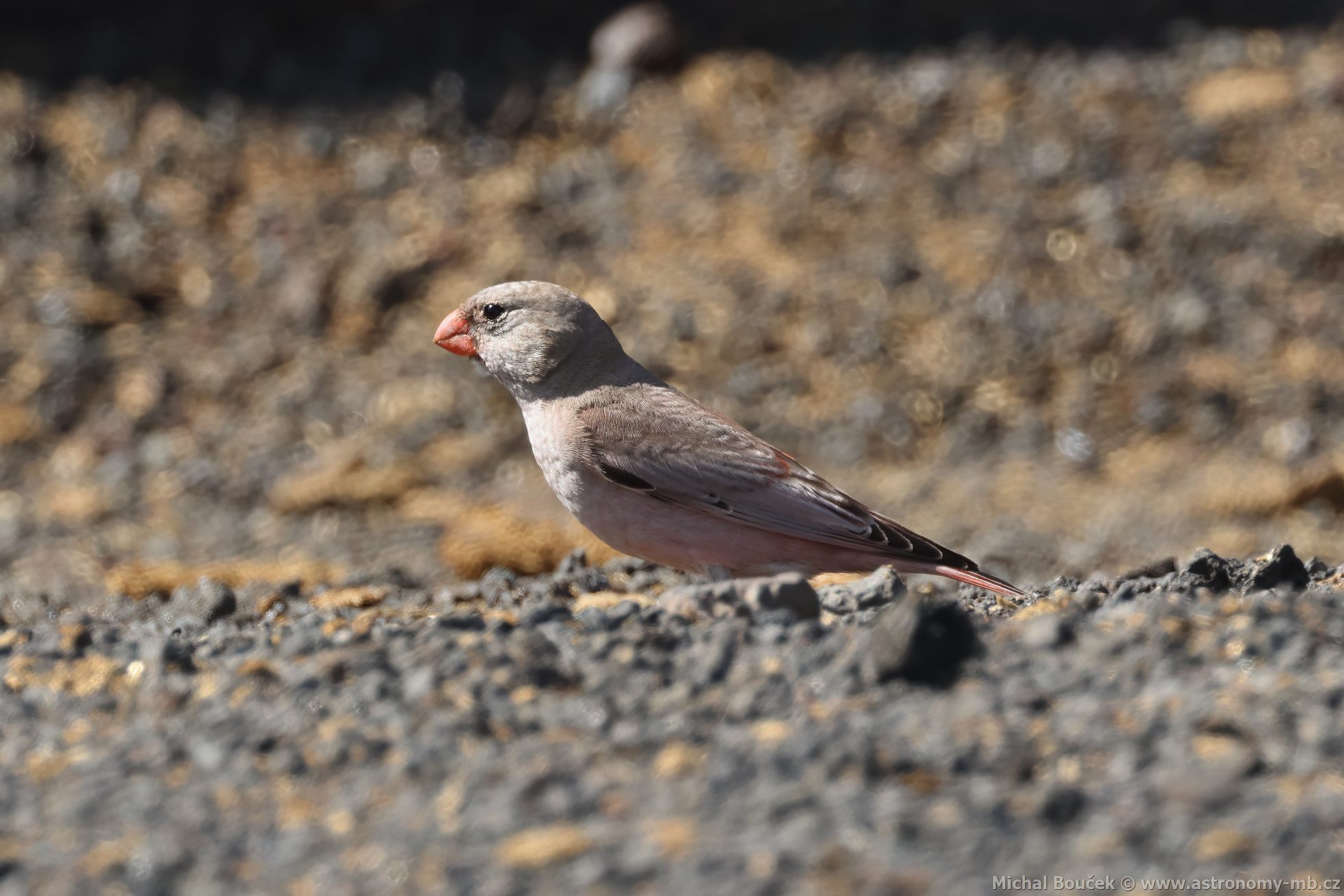 Hýl truba (Bucanetes githagineus)