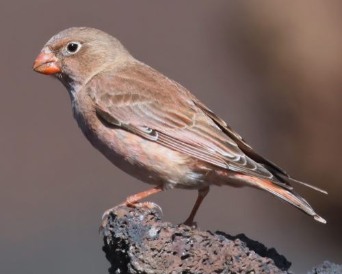 Hýl truba (Bucanetes githagineus)