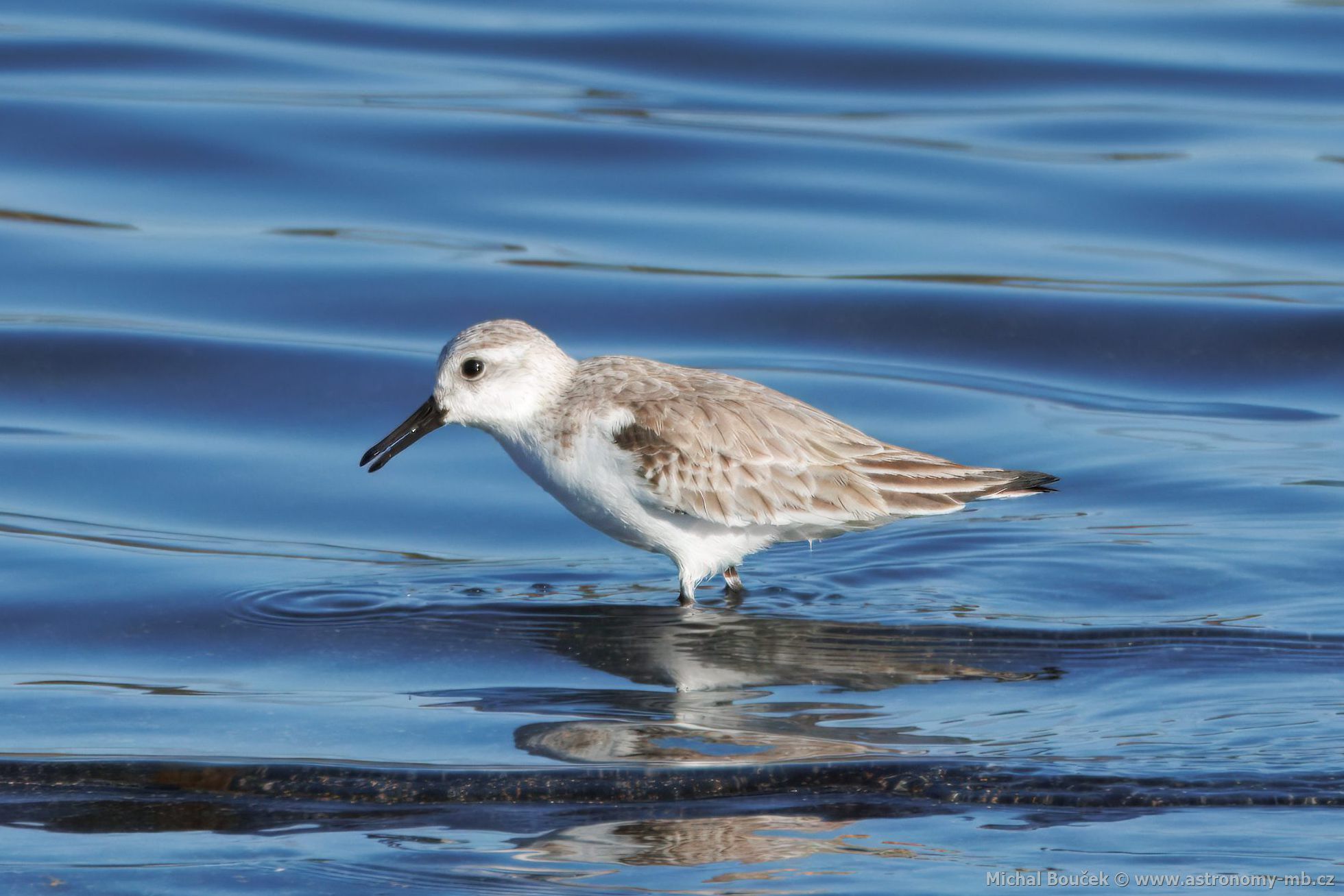 Jespák písený (Calidris alba)