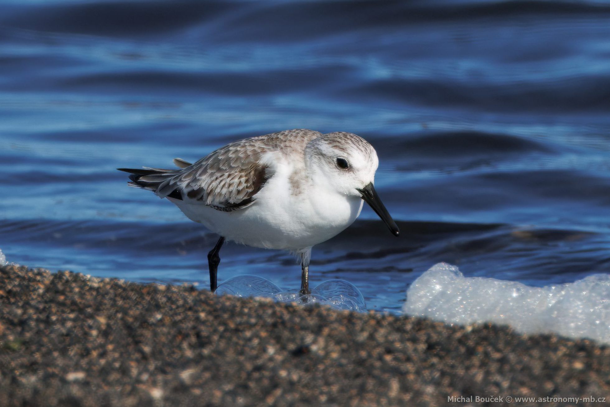 Jespák písený (Calidris alba)