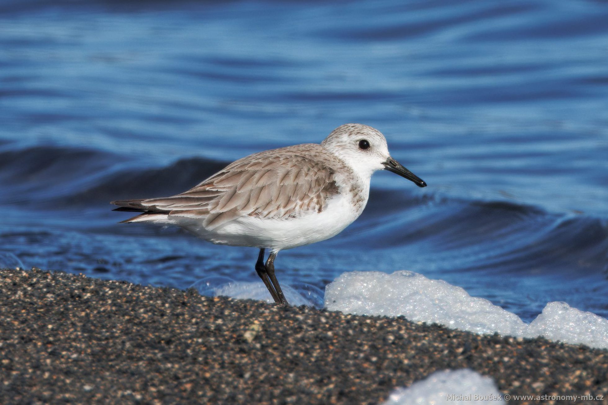 Jespák písený (Calidris alba)