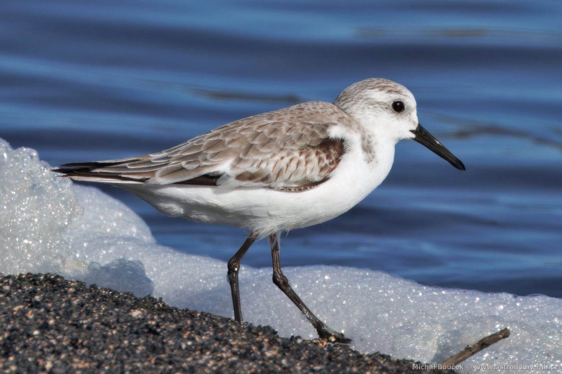 Jespák písený (Calidris alba)