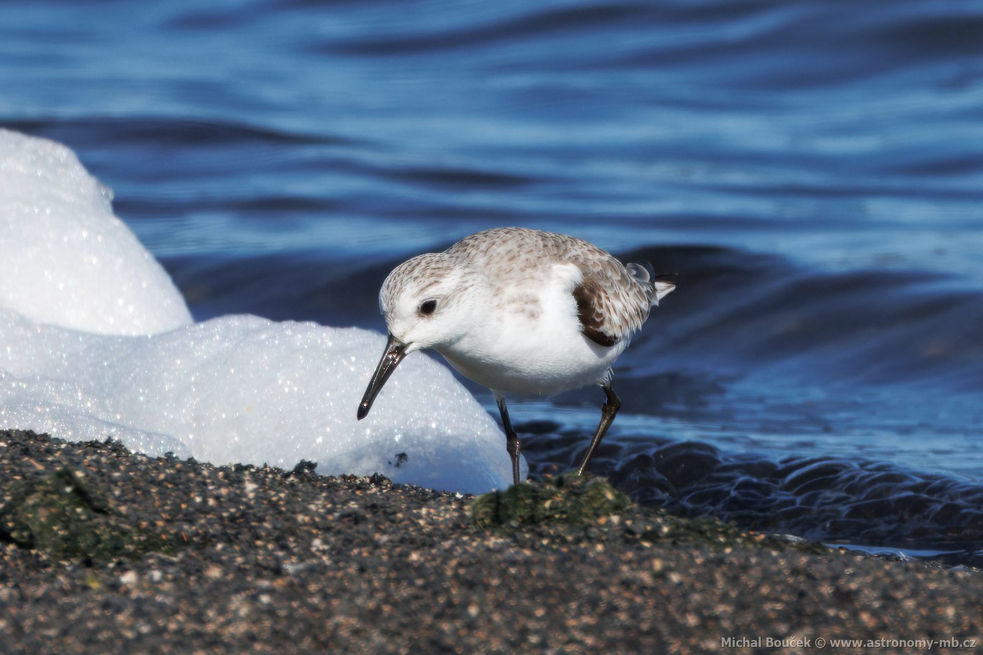 Jespák písený (Calidris alba)