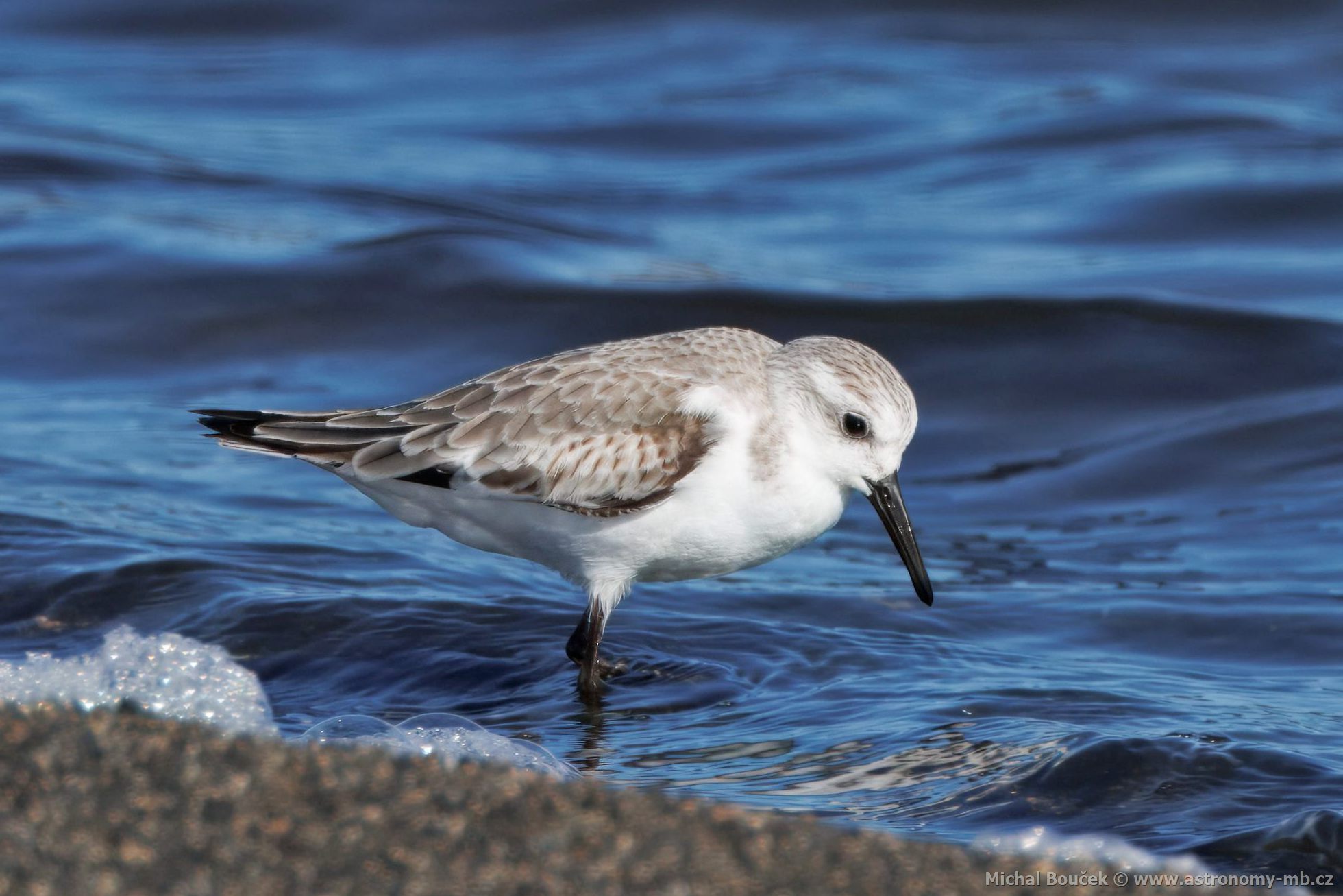 Jespák písený (Calidris alba)