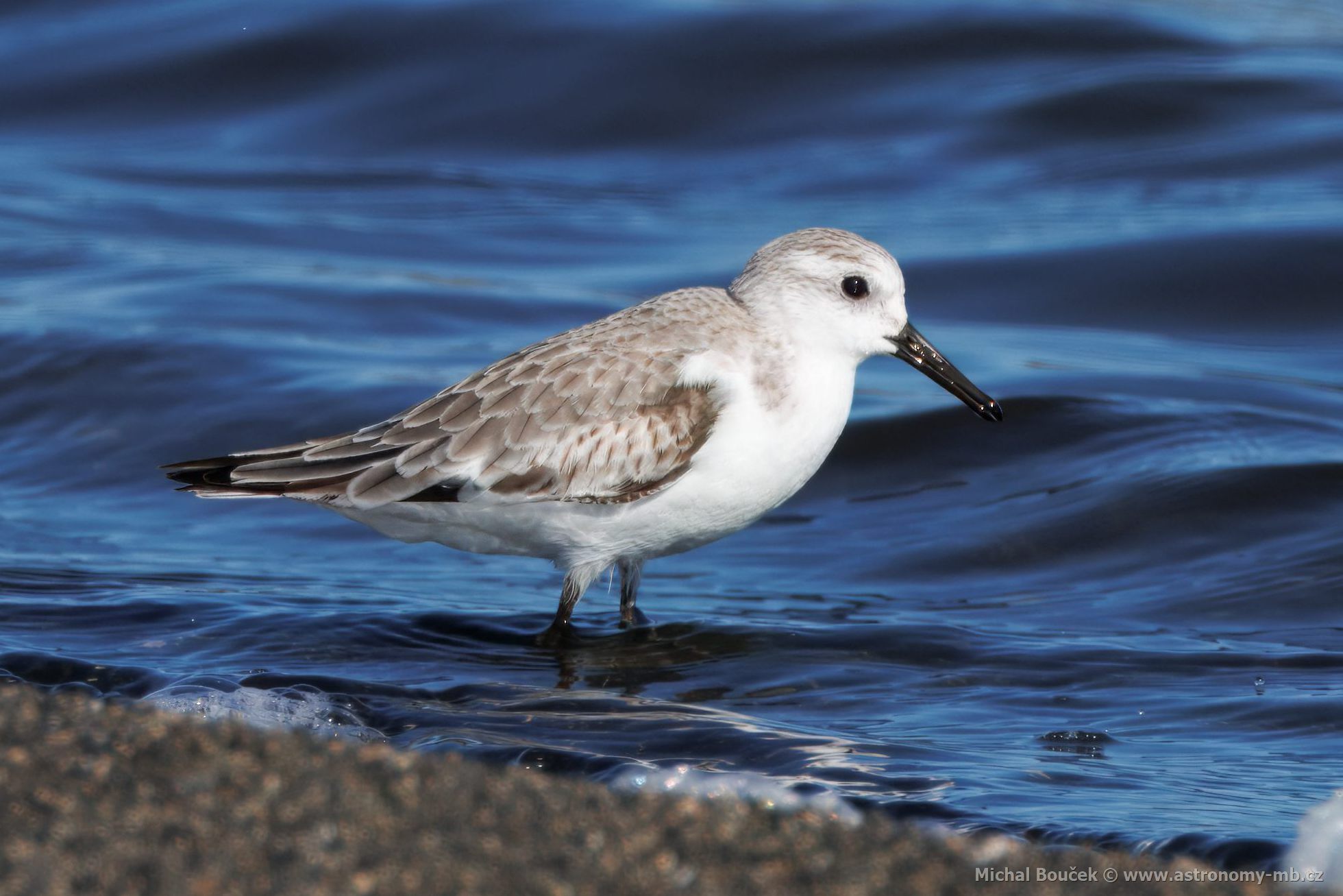 Jespák písený (Calidris alba)