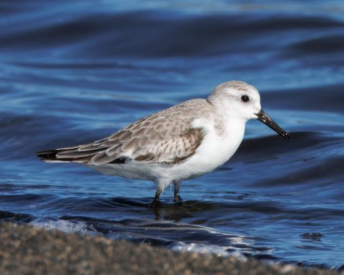 Jespák písený (Calidris alba)