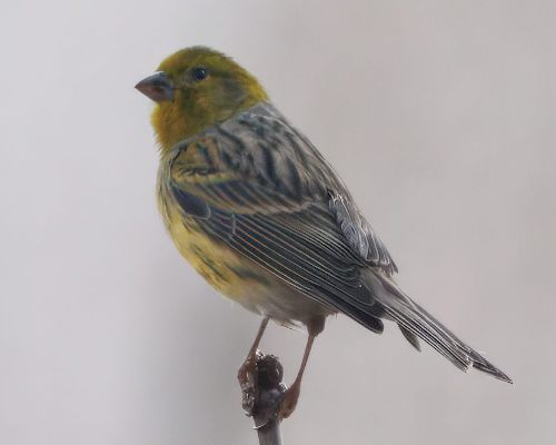 Kanár divoký (Serinus canaria)