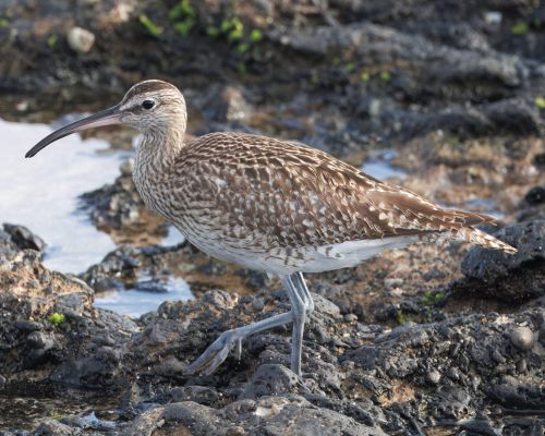 Koliha malá (Numenius phaeopus)