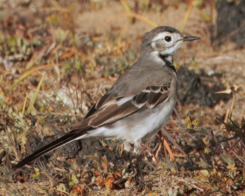 Konipas bílý (Motacilla alba)