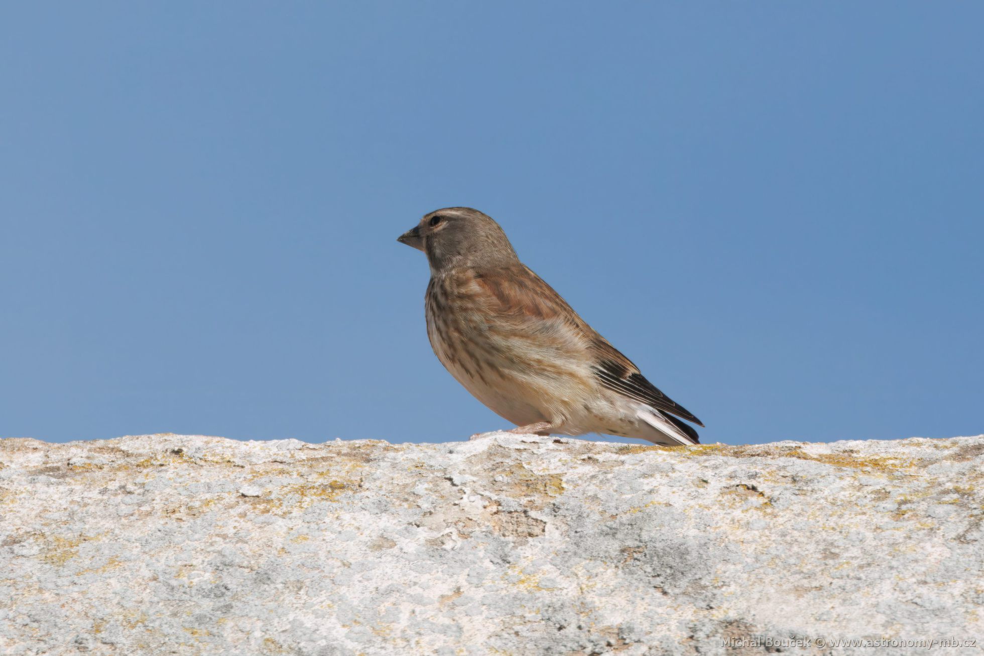 Konopka obecná (Carduelis cannabina)