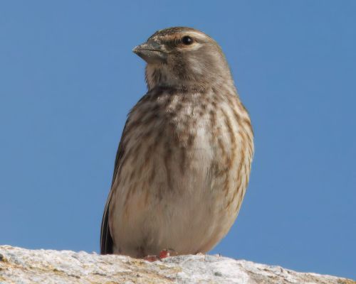 Konopka obecná (Carduelis cannabina)