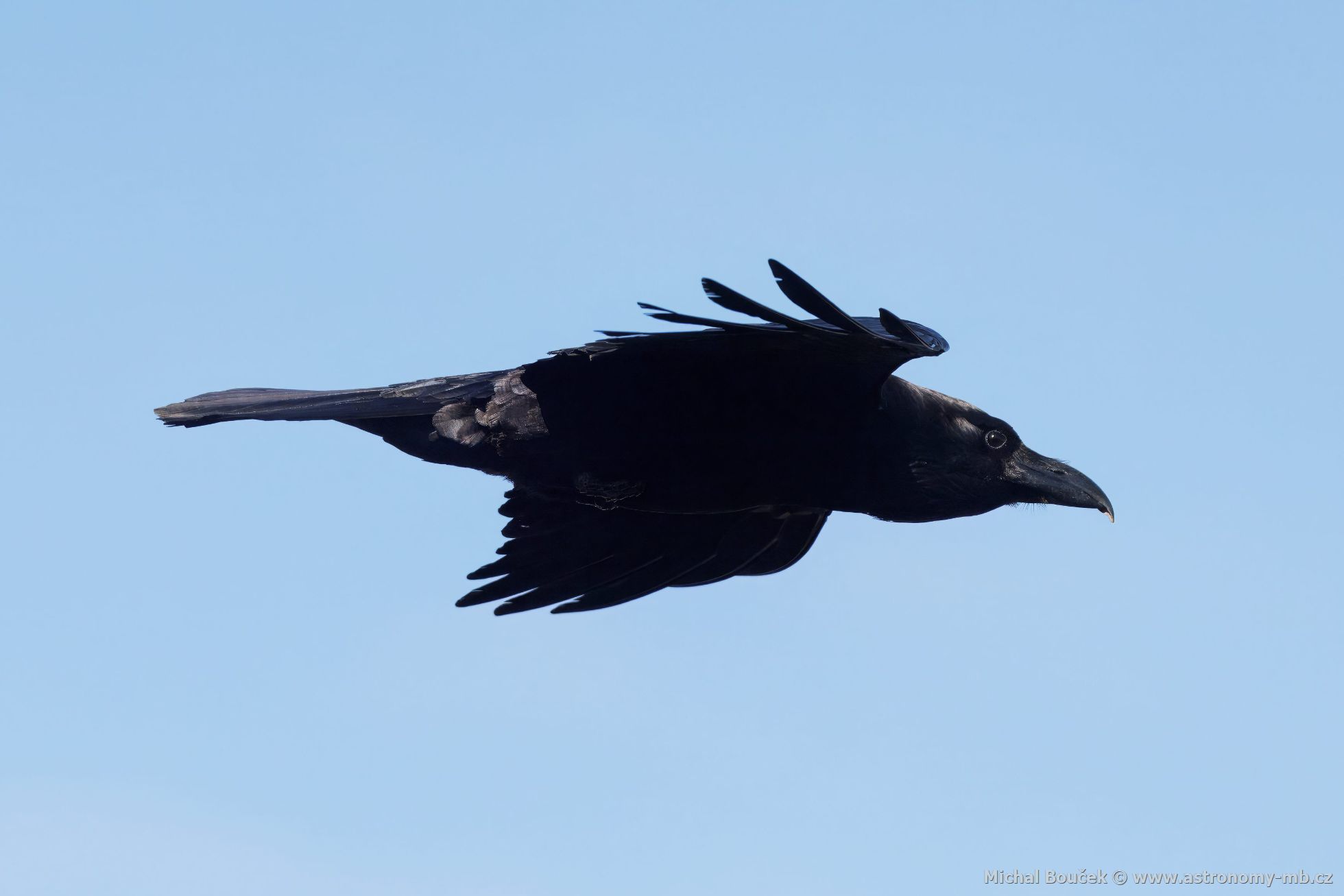 Krkavec velký (Corvus corax)