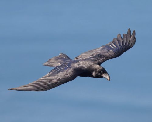 Krkavec velký (Corvus corax)