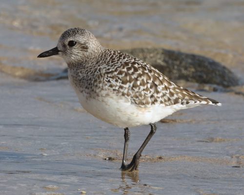 Kulík bledý (Pluvialis squatarola)