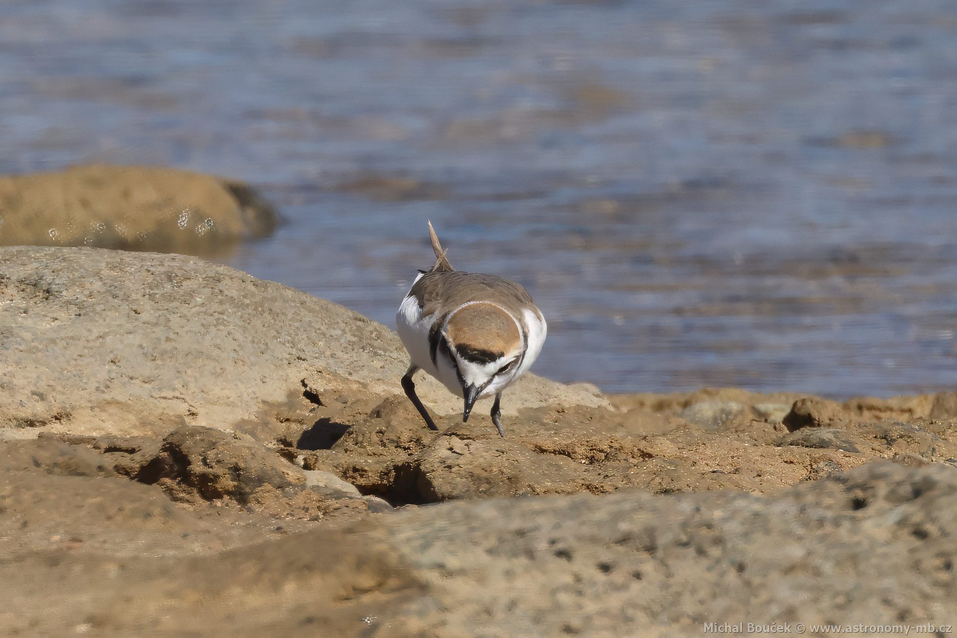 Kulík moský (Anarhynchus alexandrinus)