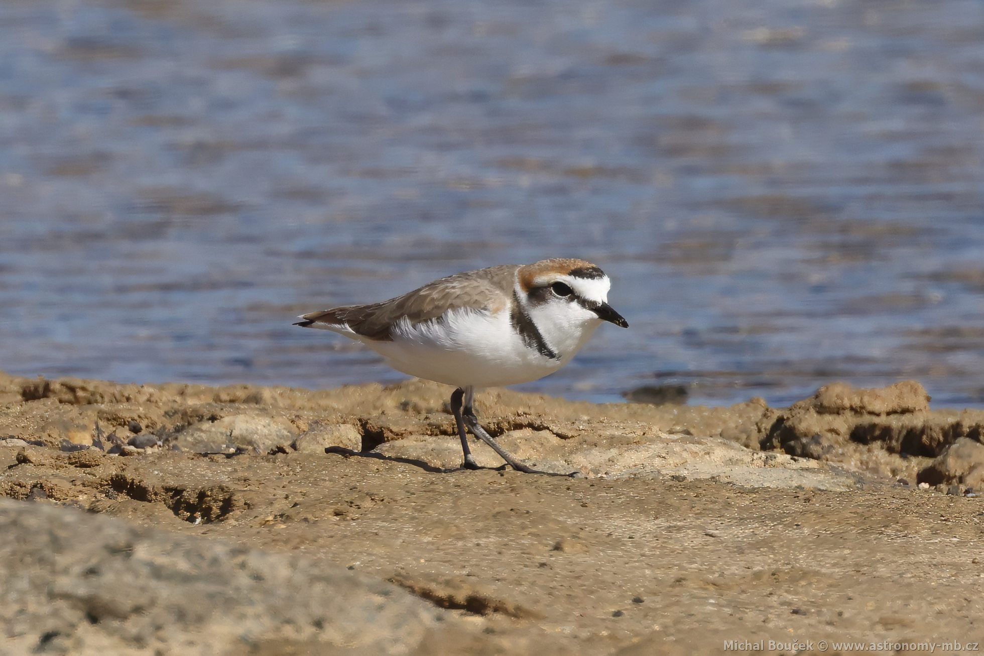 Kulík moský (Anarhynchus alexandrinus)