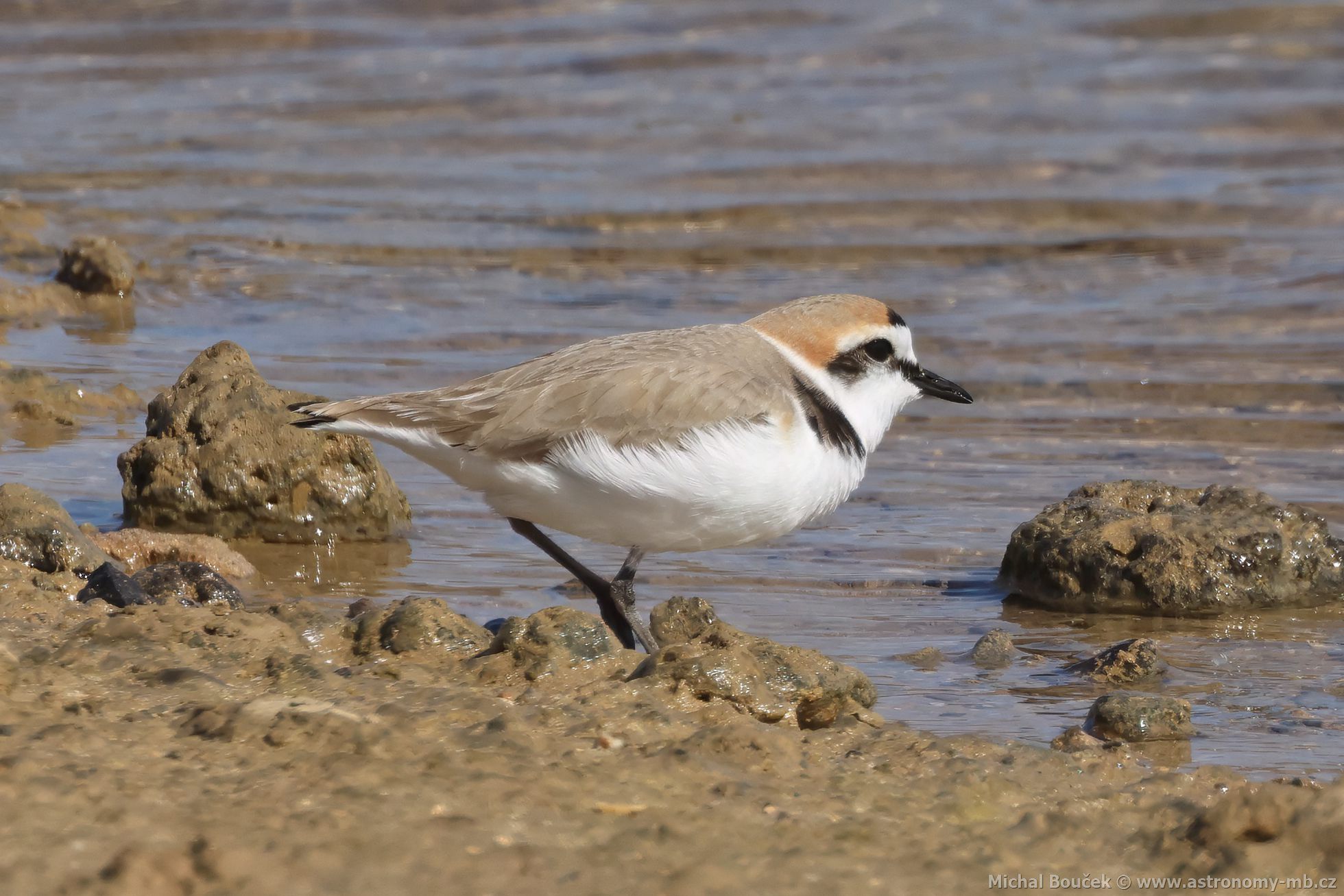 Kulík moský (Anarhynchus alexandrinus)