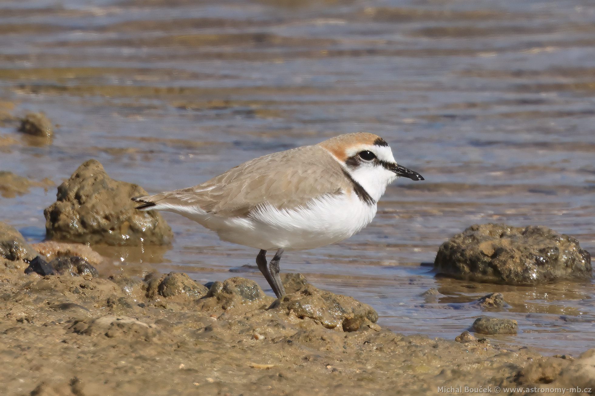 Kulík moský (Anarhynchus alexandrinus)