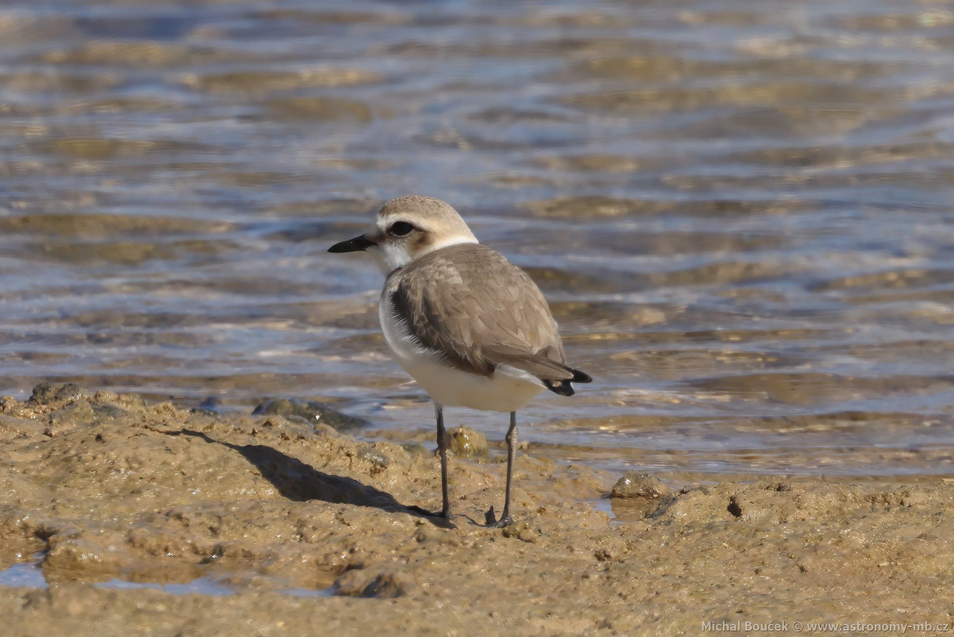 Kulík moský (Anarhynchus alexandrinus)