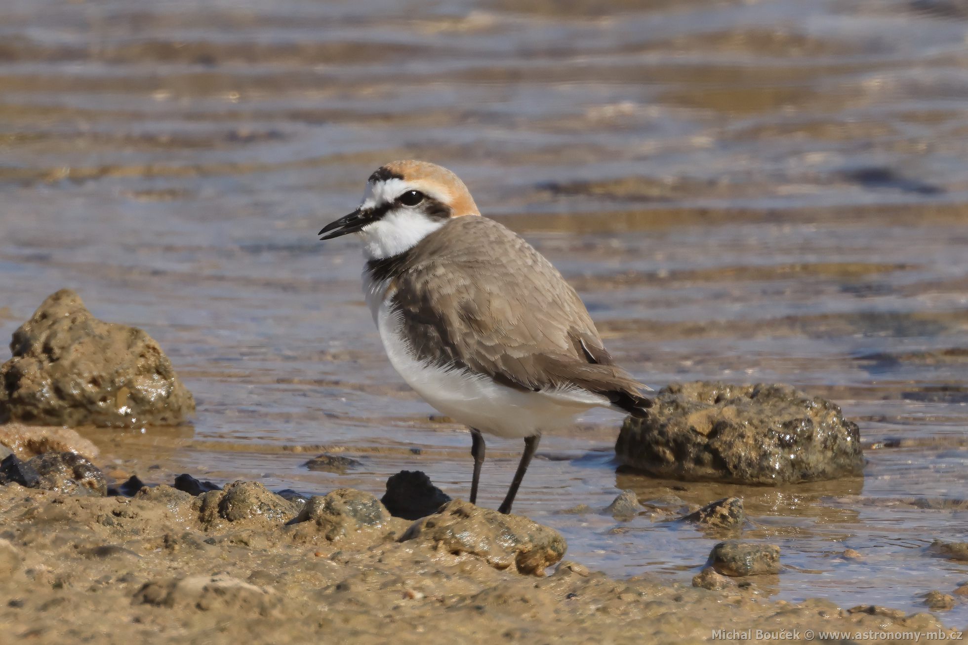 Kulík moský (Anarhynchus alexandrinus)