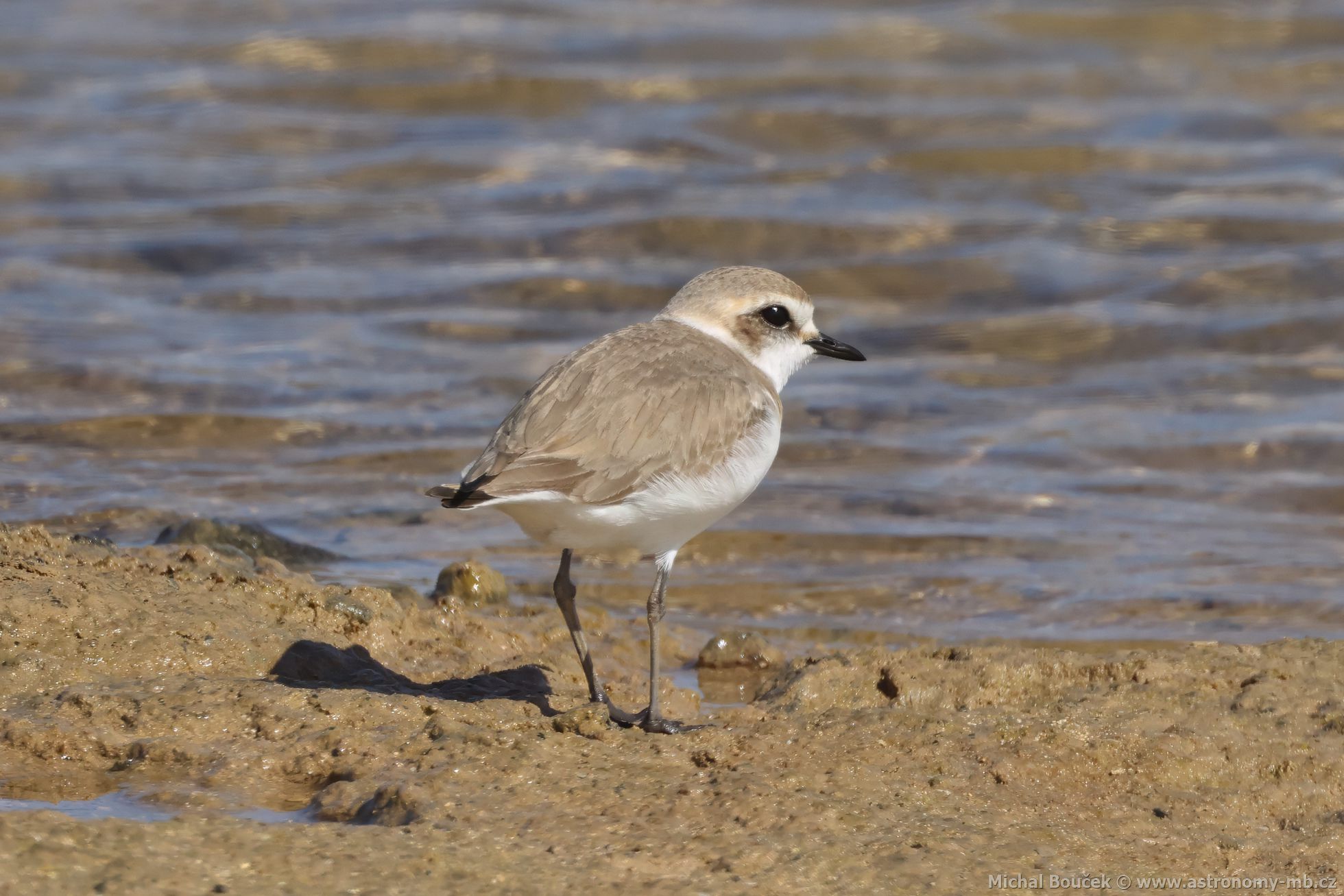 Kulík moský (Anarhynchus alexandrinus)