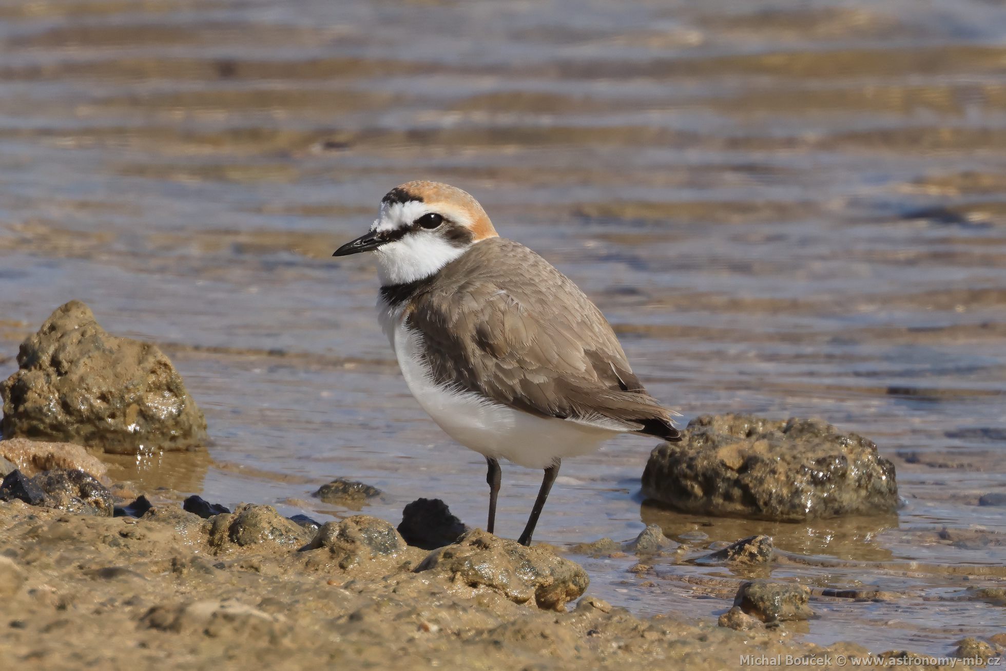 Kulík moský (Anarhynchus alexandrinus)