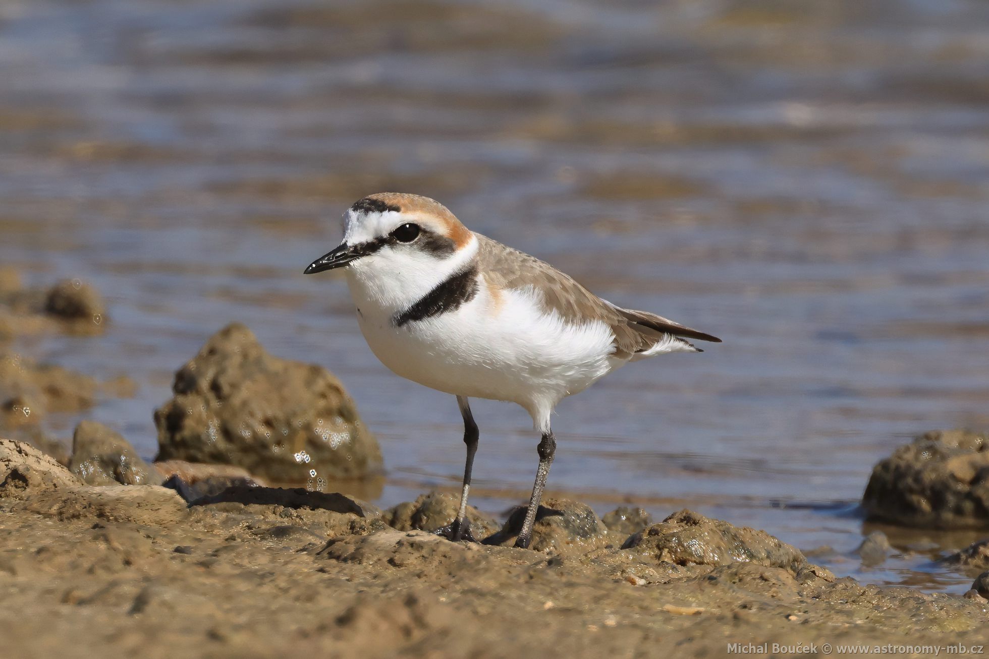 Kulík moský (Anarhynchus alexandrinus)