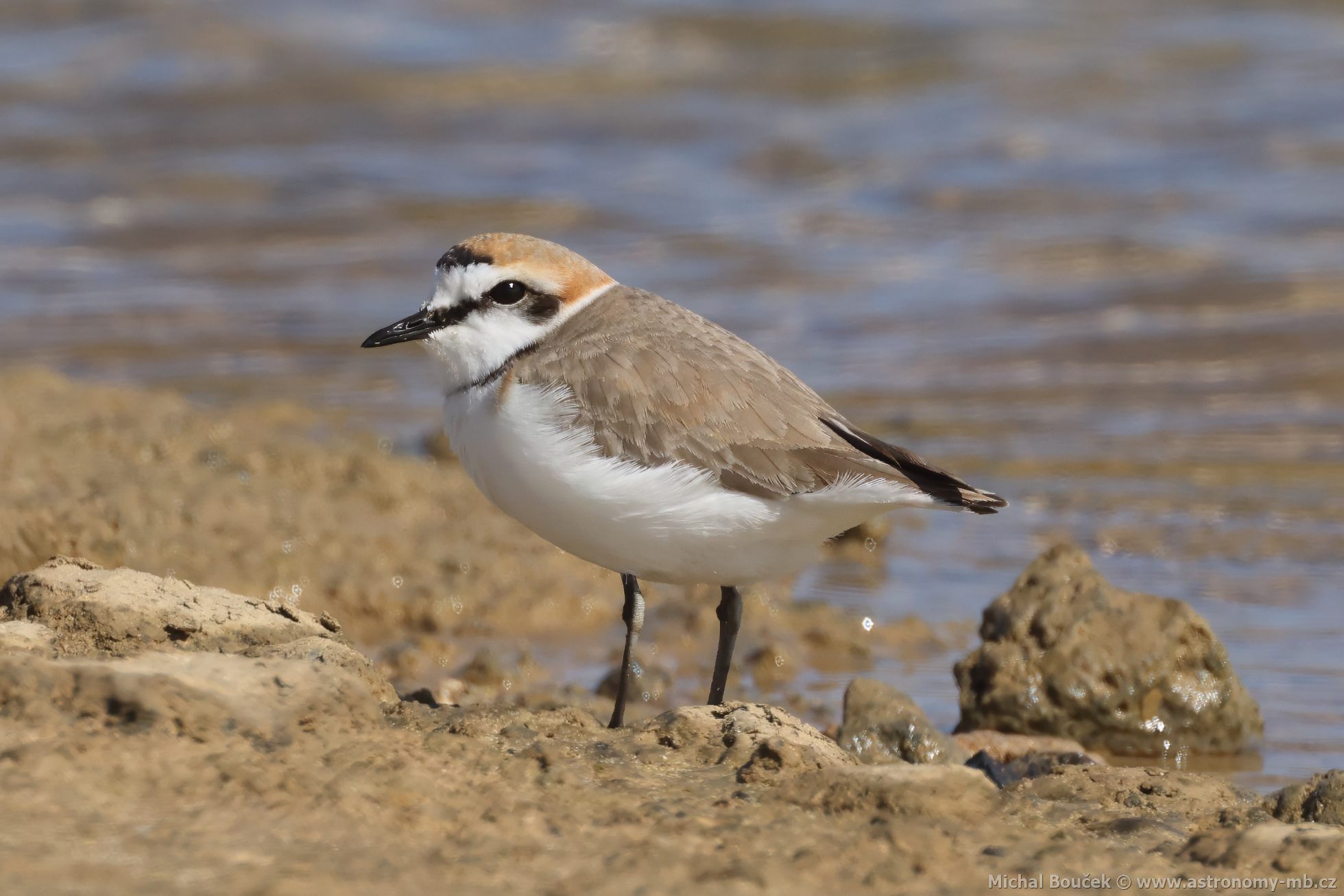 Kulík moský (Anarhynchus alexandrinus)