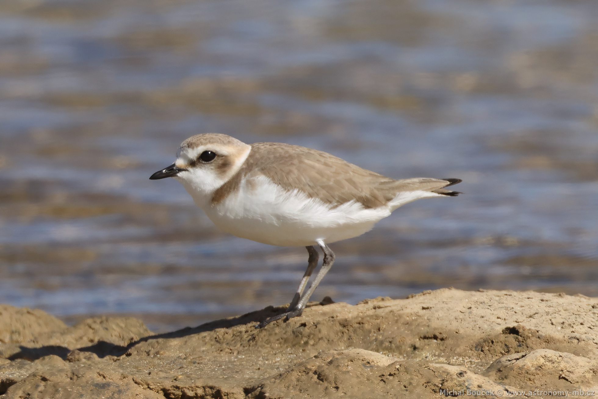 Kulík moský (Anarhynchus alexandrinus)