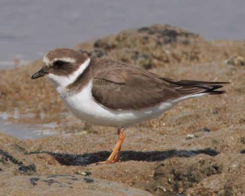 Kulík písený (Charadrius hiaticula)