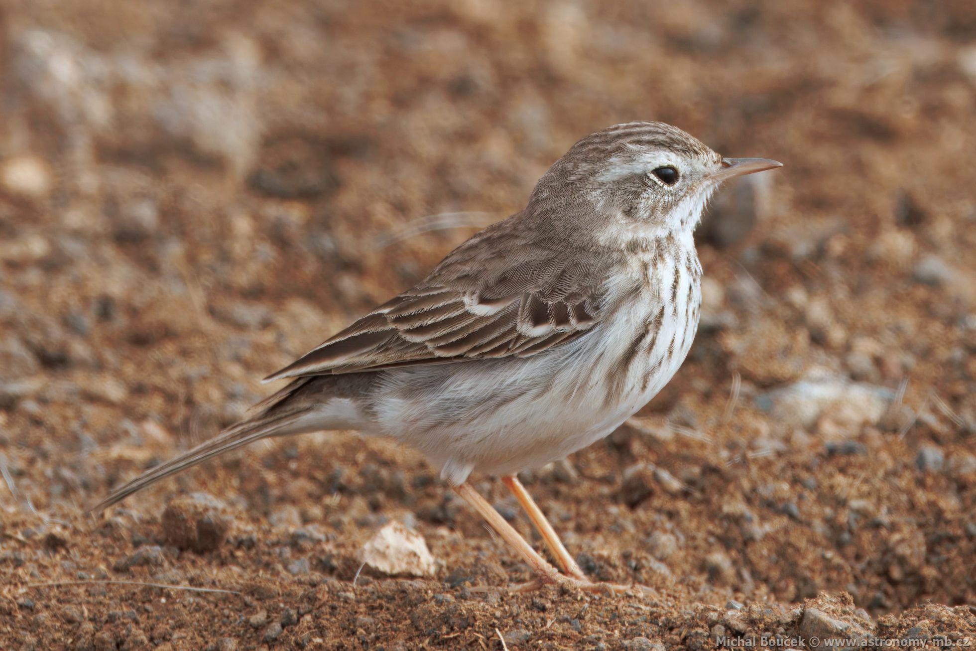 Linduška kanárská (Anthus berthelotii)