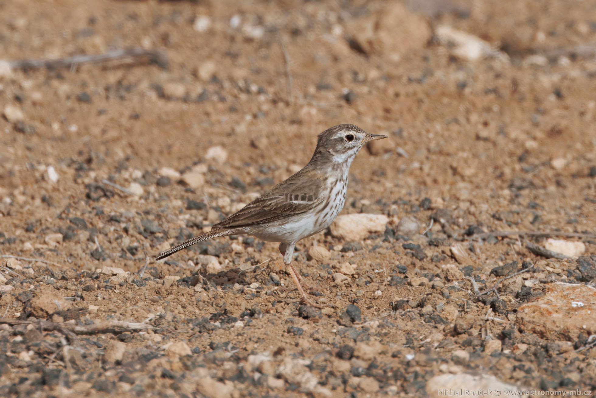 Linduška kanárská (Anthus berthelotii)