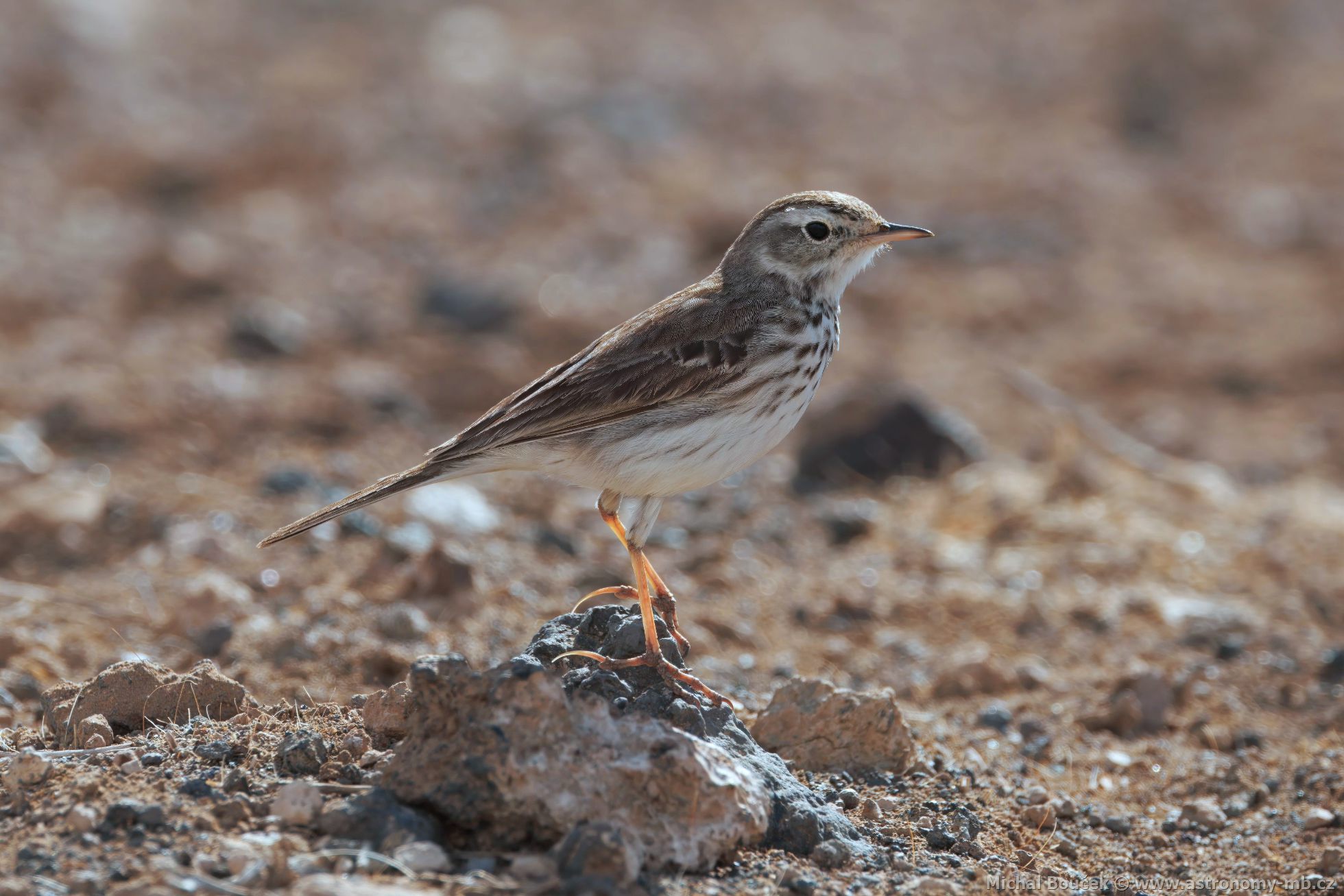Linduška kanárská (Anthus berthelotii)