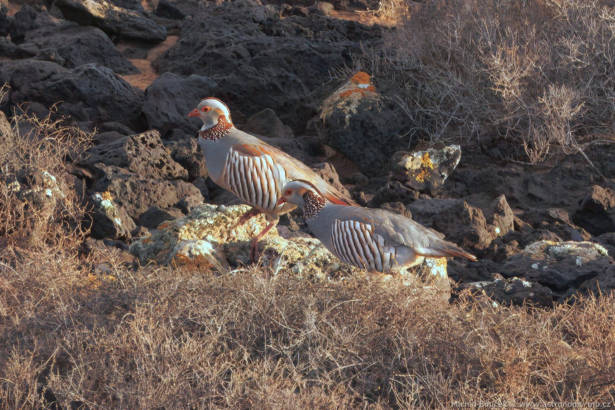 Orebice berberská (Alectoris barbara)