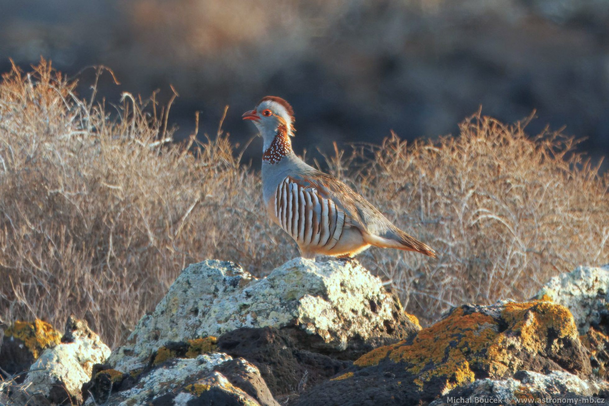Orebice berberská (Alectoris barbara)