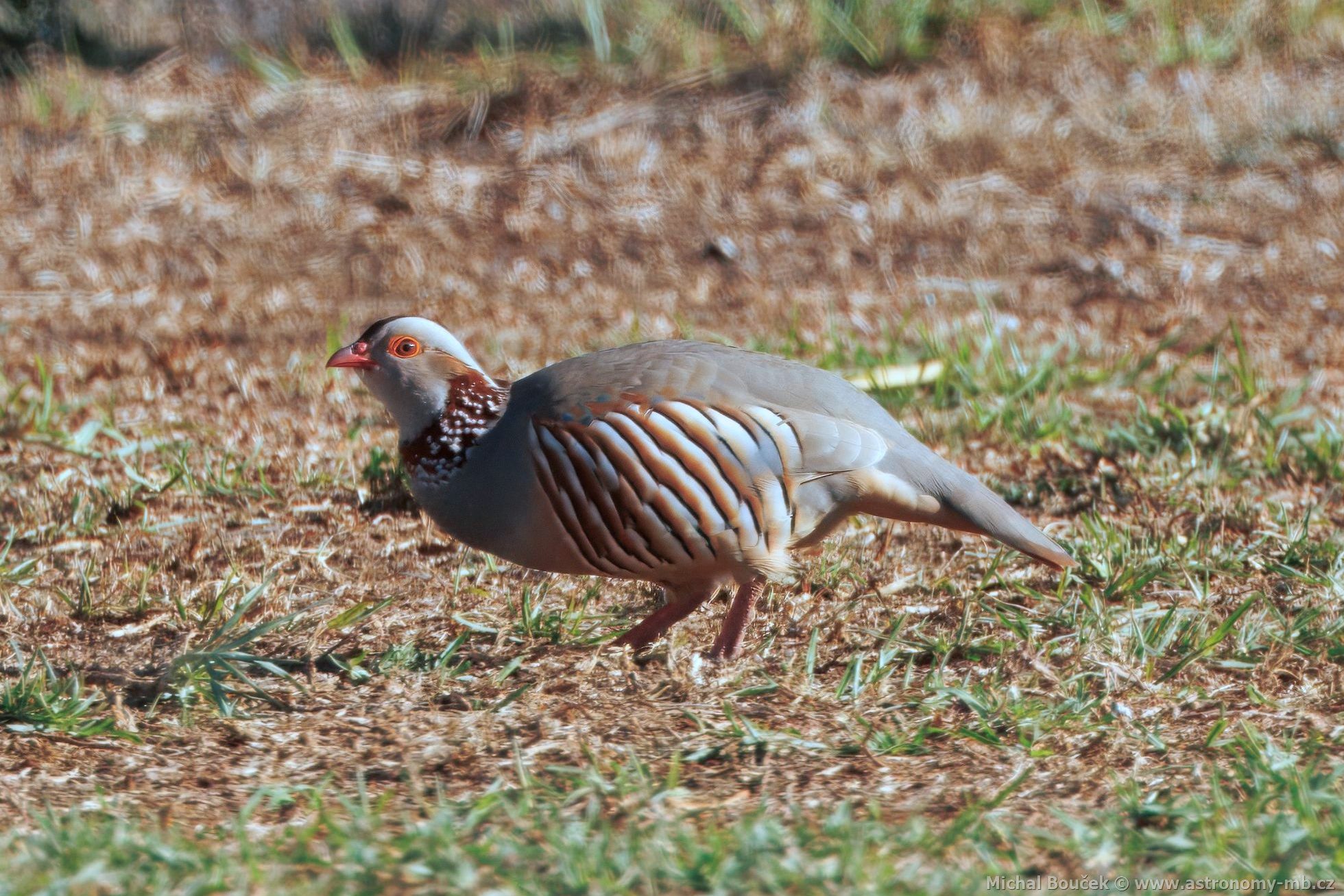 Orebice berberská (Alectoris barbara)