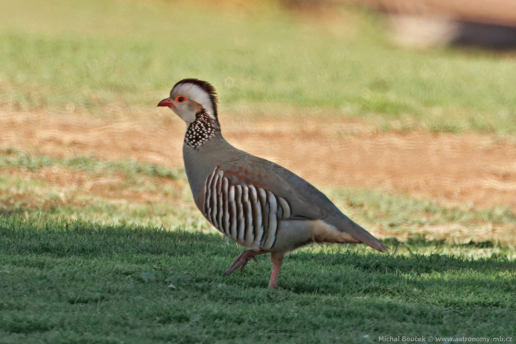 Orebice berberská (Alectoris barbara)