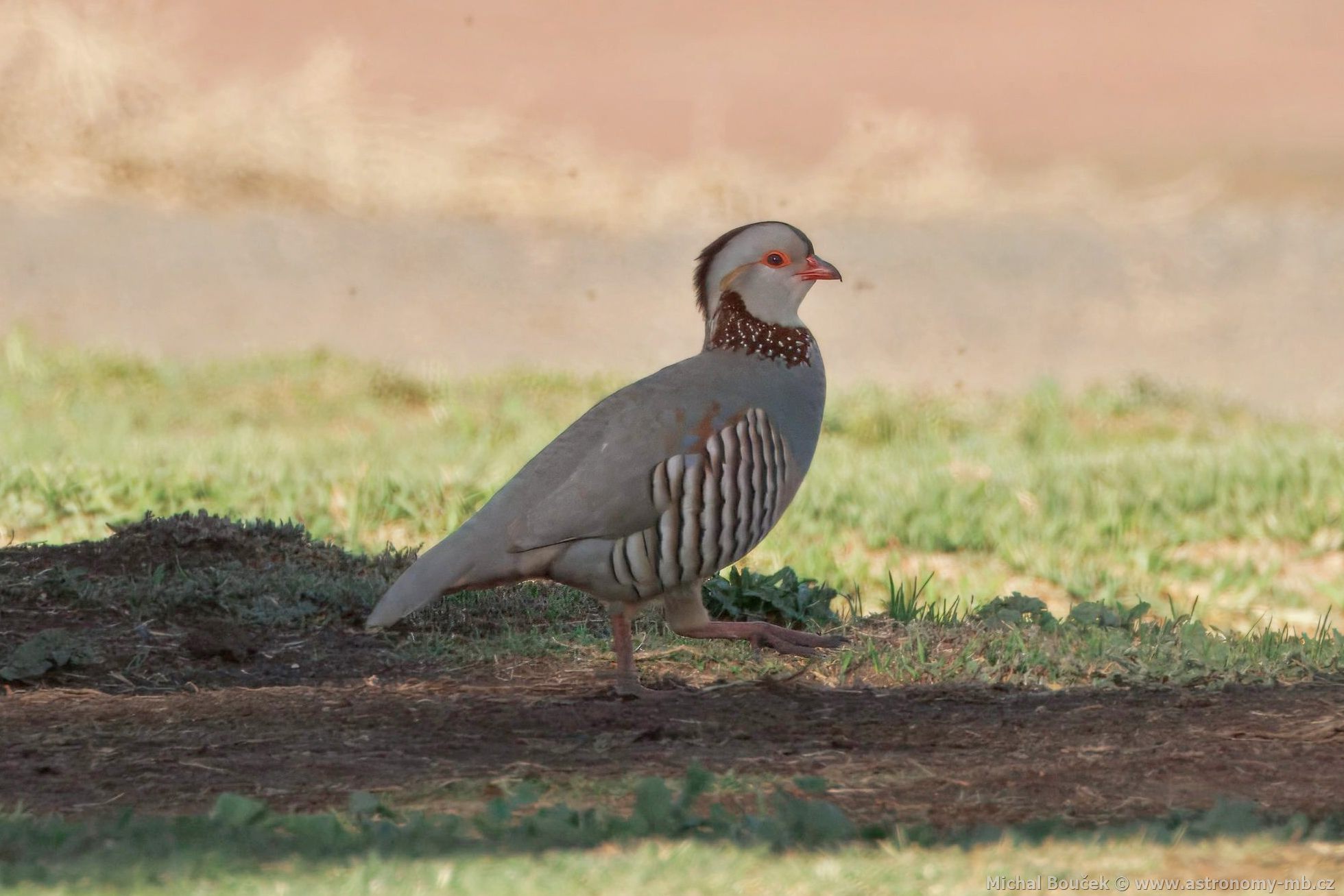 Orebice berberská (Alectoris barbara)