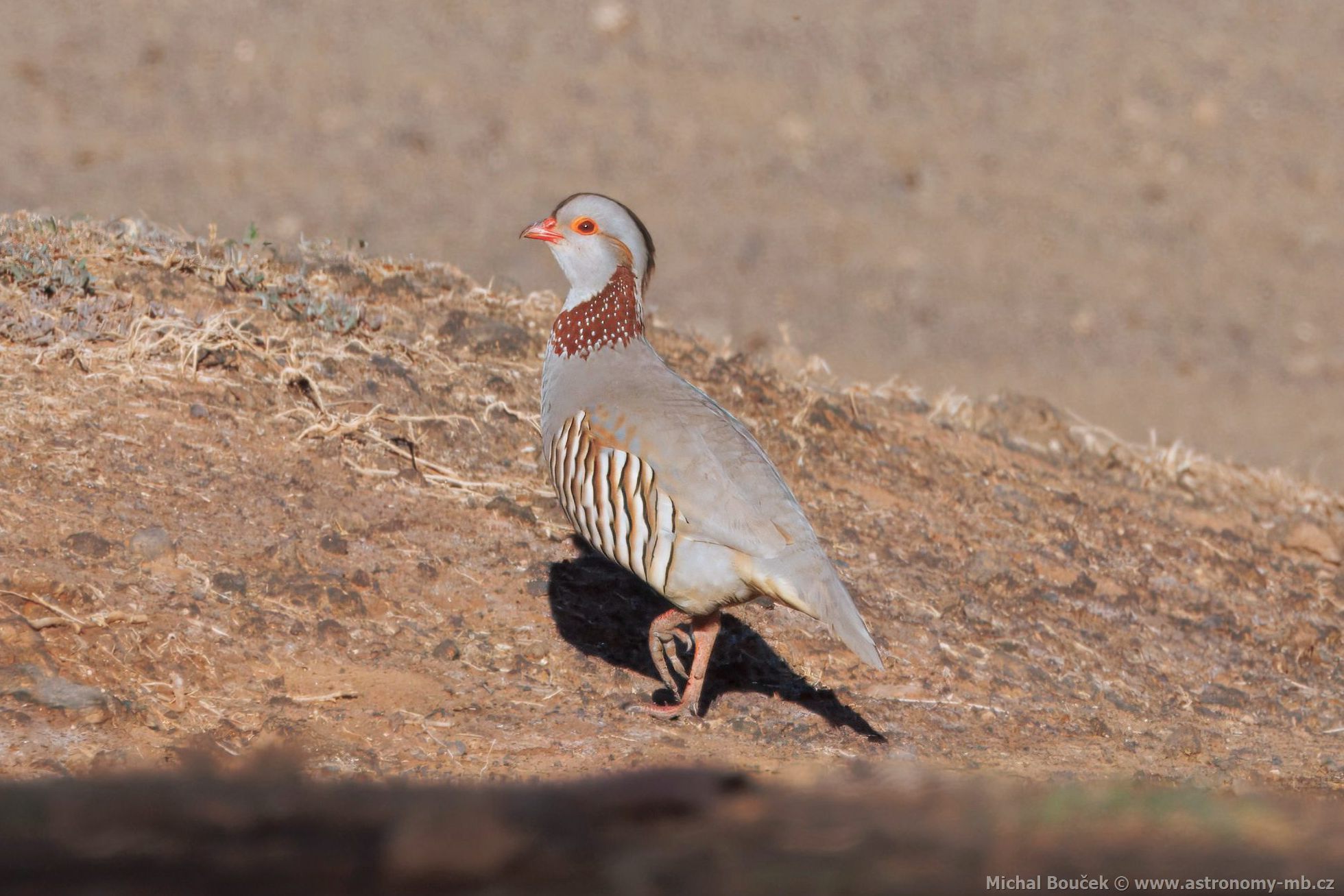 Orebice berberská (Alectoris barbara)