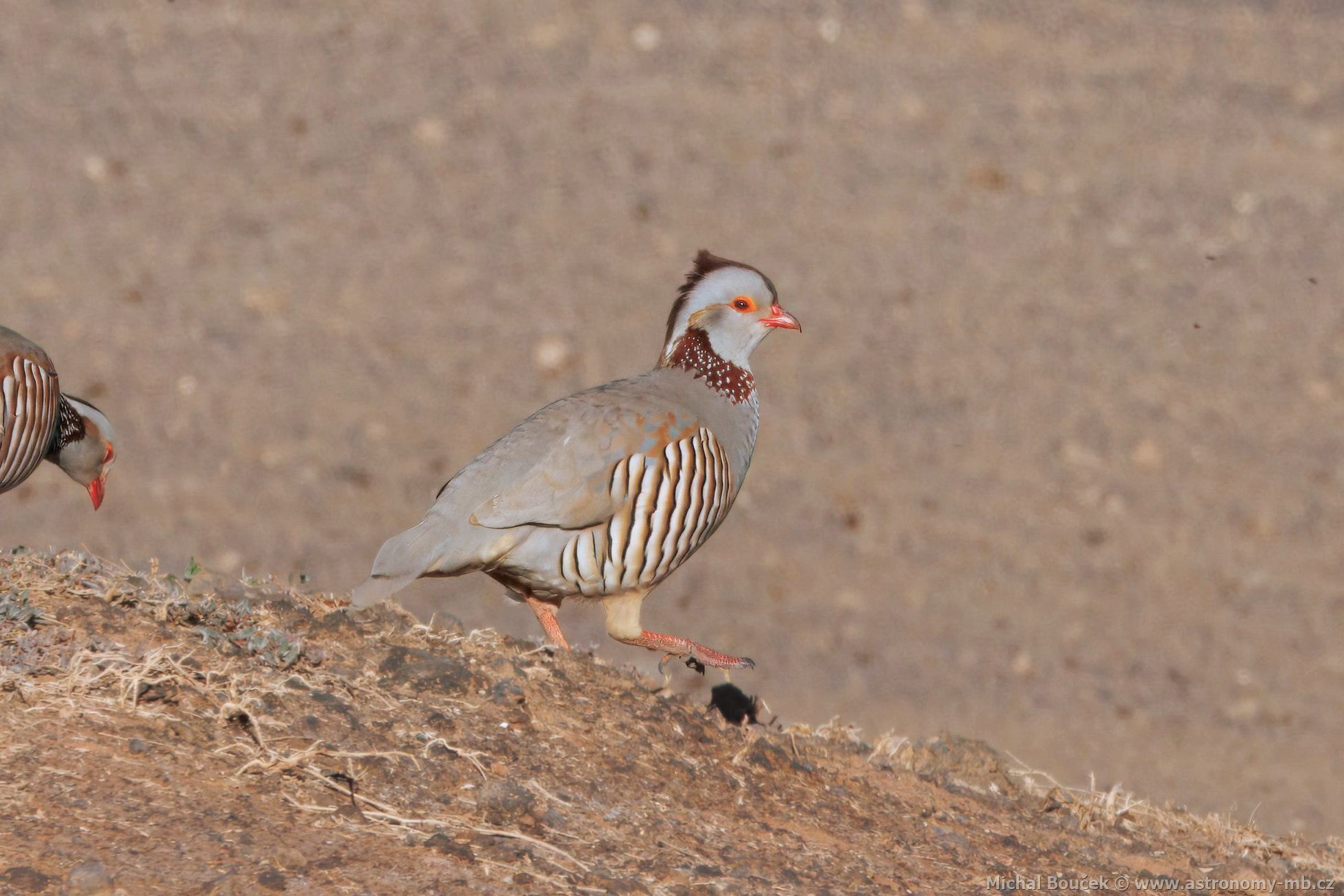 Orebice berberská (Alectoris barbara)