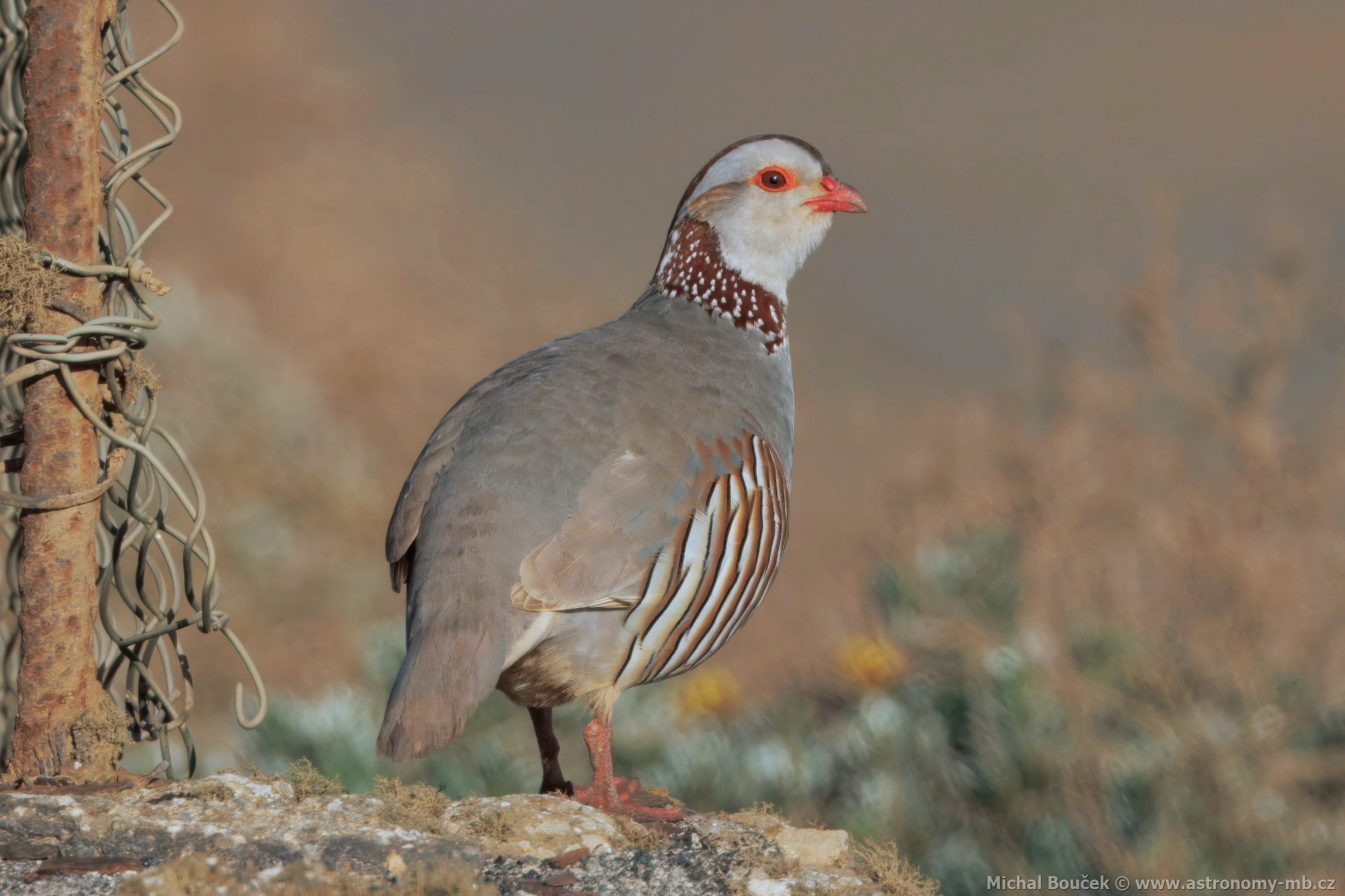 Orebice berberská (Alectoris barbara)
