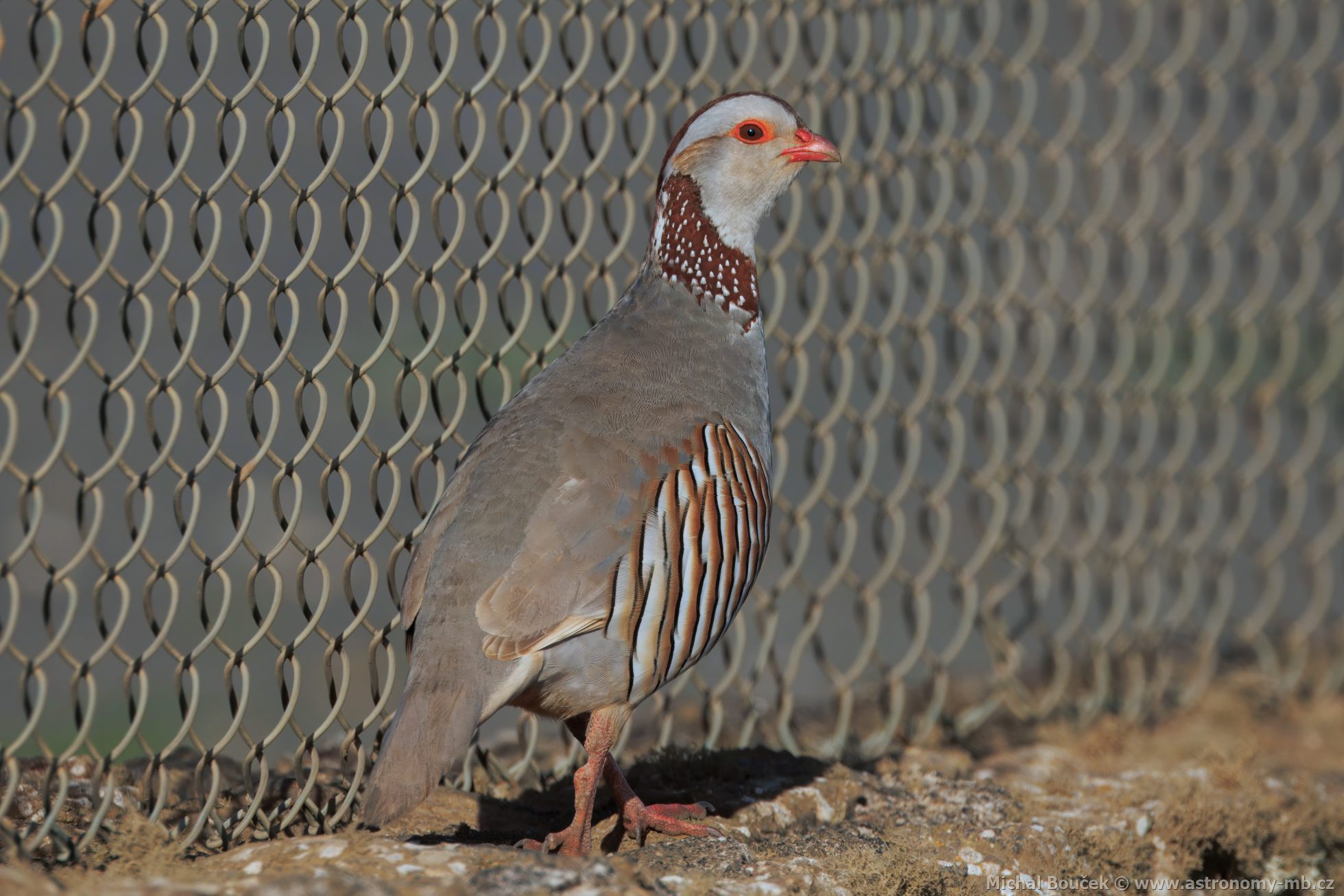 Orebice berberská (Alectoris barbara)