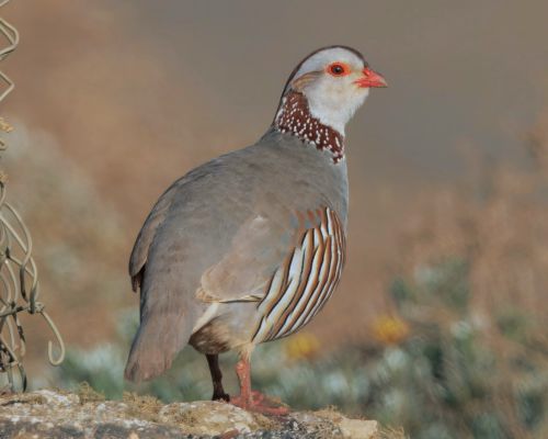Orebice berberská (Alectoris barbara)