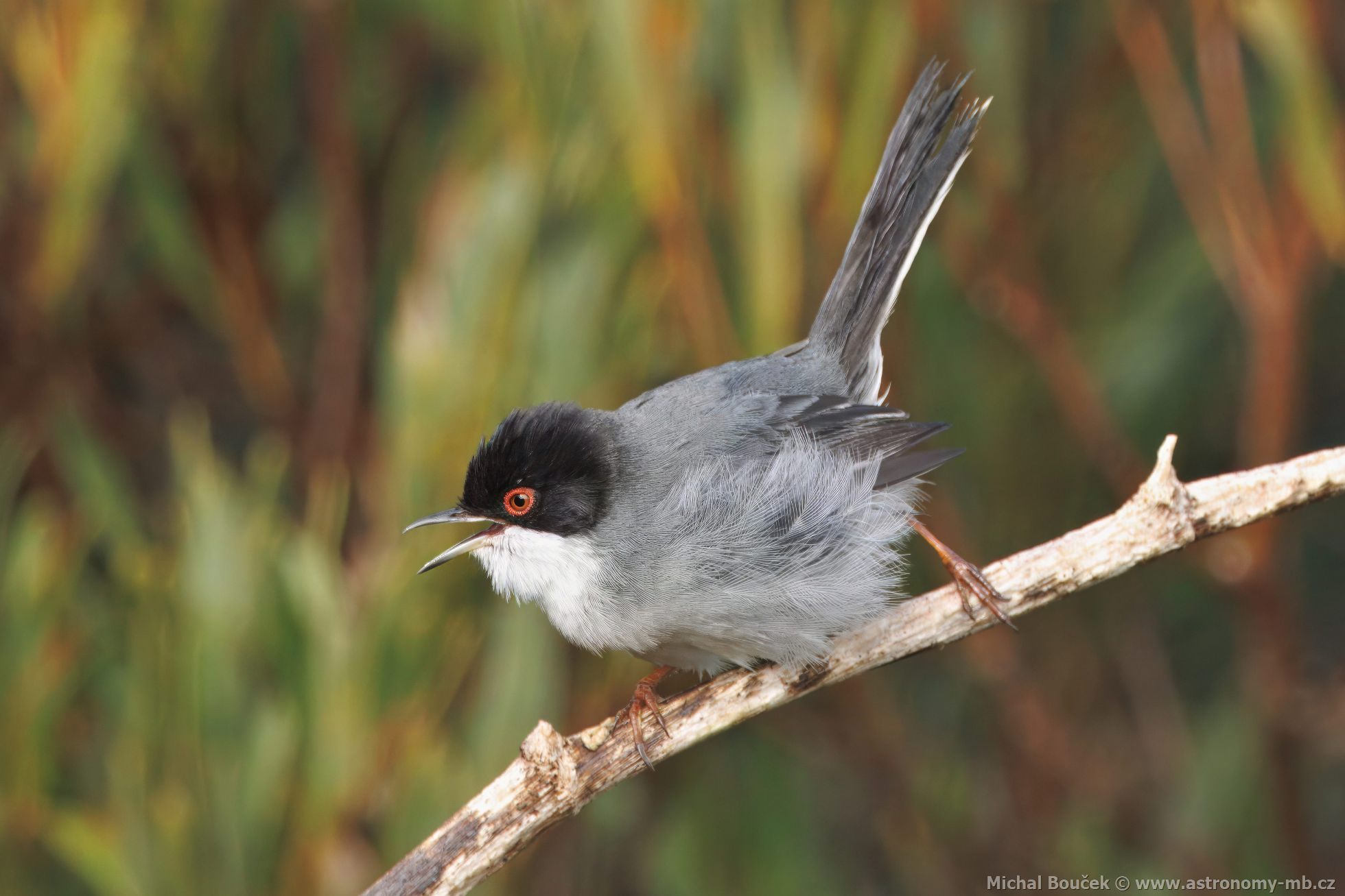 Pnice blohrdlá (Curruca melanocephala)